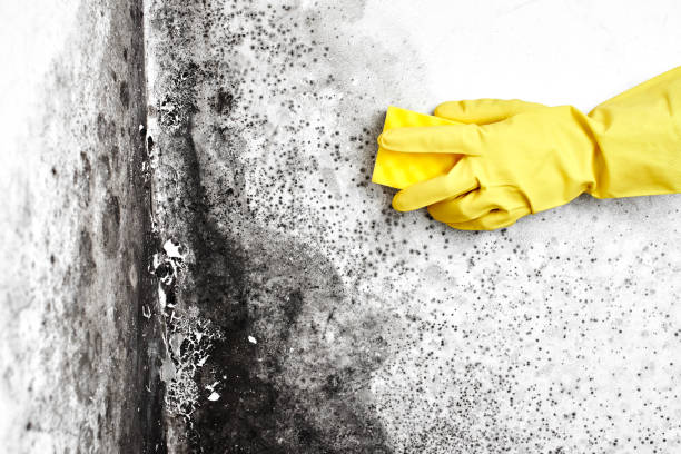 Best Mold Damage Repair  in Cache, OK