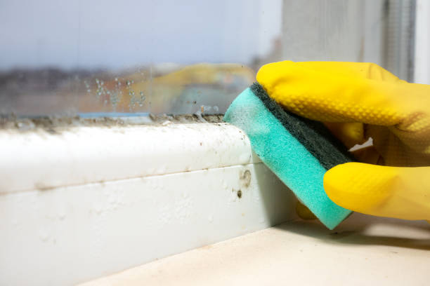 Professional Mold Removal in Cache, OK