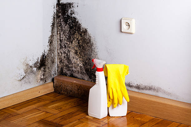 Best Water Damage Restoration  in Cache, OK
