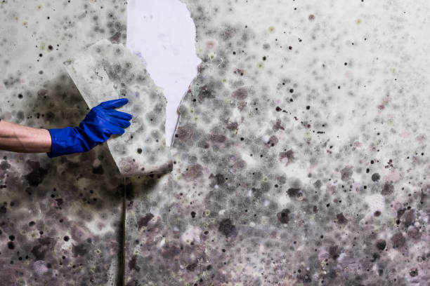 Best Certified Mold Removal  in Cache, OK