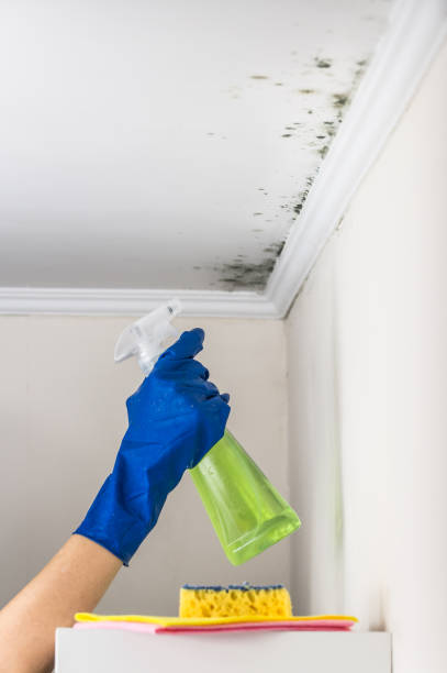 Best Mold Testing  in Cache, OK